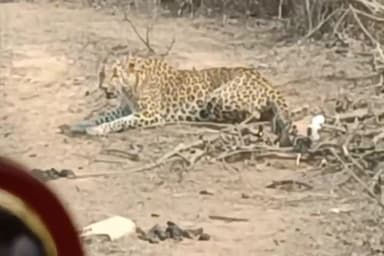 देवेंद्रनगर: ग्राम रक्सेहा में खेत में बने बांगड़ में फसा तेंदुआ जानकारी लगने के बाद वन विभाग की टीम ने रेस्क्यू कर निकाला।