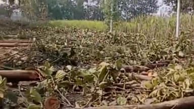 मनकापुर: पल्टीपुर गांव में सड़क किनारे लगे सागौन के हरे पेड़ो को बिना परमिशन के काटा, तहसीलदार से हुई शिकायत