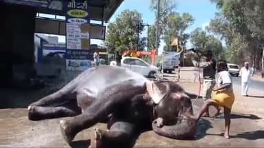 सीतामऊ: जिले के सितामऊ मे गजराज का शाही स्नान देखने पहुंचे सैकड़ो लोग , हाथी को शेम्पू-साबुन से शाही अंदाज मे नहलाया