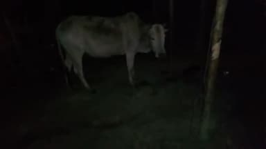 সাপেখাতী: নগাকটা বলমীত গৰু চোৰৰ উপদ্ৰপ,পুণৰ চহৰাই মাঝি,আলবিচ মূৰ্মুৰ দুটা হালোৱা গৰু চোৰ