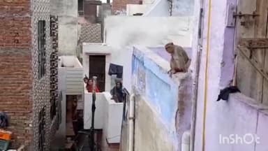 आगरा: भैरो बाजार चंदा पान वाली गली में छत की सफाई करने गयी महिला पर बंदरो ने किया हमला,दर्दनाक मौत,परिवार में मचा कोहराम