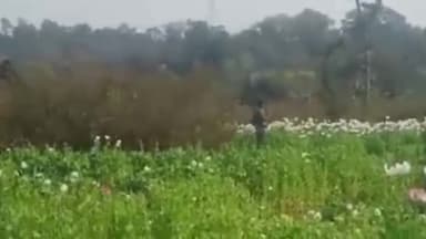 कांके: रांची के तुपुदाना ओपी क्षेत्र स्थित सिरी जंगल में लगे अवैध अफीम के पौधे को पुलिस ने किया नष्ट