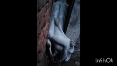 गुना नगर: आदर्श स्कूल के पास दो दीवारों के बीच में फांसी गाय, गौ सेवकों ने दीवार को तोड़कर गाय को निकाला सुरक्षित