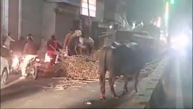 शामली: वीवी इंटर कॉलेज पर भैंसे के बिदकने के कारण सड़क पर पलटी गन्ने से भरी बोगी, मार्ग हुआ अवरूद्ध