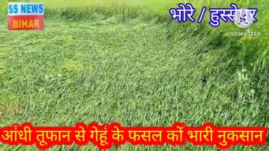 हुस्सेपुर - अचानक सुबह आई आंधी तूफान एवं हल्की बारिश से गेहूं के फसलों कों 60% नुकसान, किसान बेबस नजर आए.. ✍️