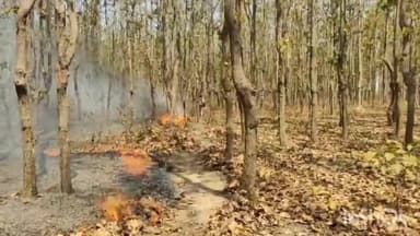 जगदलपुर: सरगीपाल के जंगल में असामाजिक तत्वों ने लगाई आग ,वन विभाग ने समय रहते पाया काबू