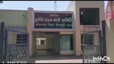 कोलारस: मानीपुरा कृषि मंडी में सरसों के दामों में आया उछाल तो मंडी में बड़ी फसलों की आवक, सरसों अधिकतम ₹5065 प्रति कुंतल तक बिकी