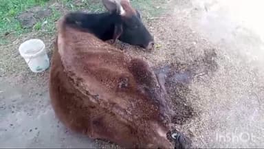 डिबाई: सड़क किनारे कई दिनों से घायल गोवंश पड़ा होने का वीडियो हुआ वायरल, डिबाई के दोगवां का बताया जा रहा वीडियो