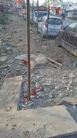 रावतभाटा राम टेकरी हनुमान मंदिर पर लगी हुई जाली के अंदर गाय का पर फंसने से मौत हुई