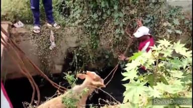 जगदलपुर: सनसिटी क्षेत्र के नाले में गिरी गाय का SDRF की टीम ने किया सफल रेस्क्यू