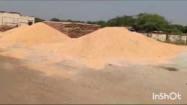 कोलारस: मानीपुरा कृषि उपज मंडी दो दिन बाद खुली, मसूर अधिकतम ₹5570 प्रति क्विंटल तक बिकी