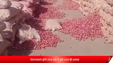 पोलायकलां: पोलायकलां कृषि उपज मंडी में बढ़ी उपज की आवक, 2200 कट्टे उपज की हुई आवक