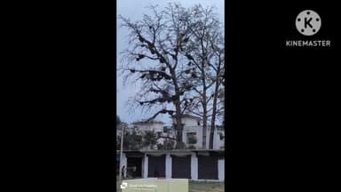 चेनारी: सामुदायिक स्वास्थ्य केंद्र में है भंवरों का अड्डा कई लोगों को डक मार कर किया घायल स्वास्थ्य विभाग के डॉक्टर ने दी ,,,,,