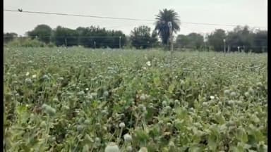 सुनेल: उन्हेल में मौसम की मार से अफीम की फसल हुई चौपट, किसान चिंतित