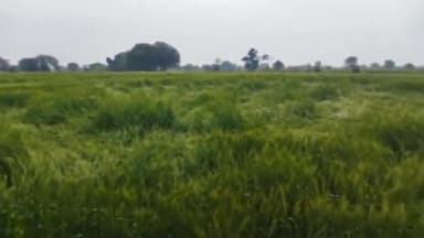 मऊरानीपुर: मऊरानीपुर तहसील के विभिन्न गांवों में ओलावृष्टि से फसलों को हुआ भारी नुकसान, किसानों ने की मुआवजे की मांग