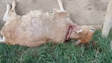 সাপেখাতী: বৰহাট চাহ বাগিচাত বাঘৰ সন্ত্ৰাস,পুণৰ এটা গৰু নাহৰফুটুকী বাঘৰ ভক্ষণ