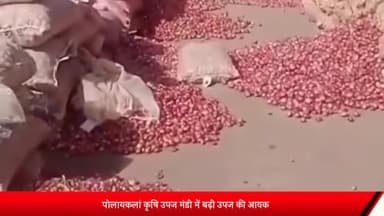 पोलायकलां: पोलायकलां कृषि उपज मंडी में बड़ी मात्रा में हुई उपज की आवक, कई दिनों बाद 3000 कट्टे हुई उपज की आवक