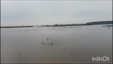 मुलाना: मैदानी क्षेत्र समेत पहाड़ी क्षेत्र में हुई भारी बारिश से मुलाना से होकर गुजर रही मारकंडा नदी उफान पर