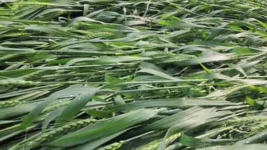 अम्बाला: बारिश और ओलावृष्टि ने अंबाला में फसलों को पहुंचाया नुकसान, किसानों ने सरकार से की तुरंत गिरदावरी करवा कर मुआवजे की मांग