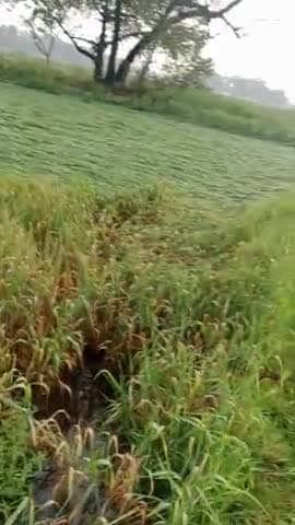 चायल: ye kya hua barsh ke Karan gehu ghir gaya#farmer #gehu gir gaya hai