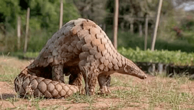 सिंगरौली: बरगवां क्षेत्र में अंतर्राज्यीय वन्य प्राणी तस्कर सक्रिय, बरगवां वन अमले ने 4 तस्करों को हिरासत में लिया