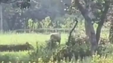 चोरौत: चोरौत में पहुंचा विचित्र जंगली जानवर, लोगों में भय का माहौल