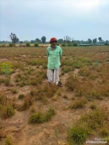 रानीवाड़ा: रानीवाड़ा के रतनपुर गांव मे बारिश से किसानों की फसलों को नुकसान हुआ