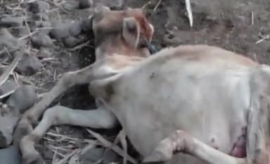 शहादा: आडगाव येथे पहाटेच्या सुमारास बिबट्याच्या हल्ल्यात गायीचे वासरू ठार