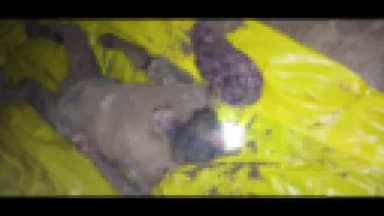 एकंगरसराय: गुरुकुल स्कूल के समीप से एक अज्ञात व्यक्ति का अर्धजला शव एकंगरसराय पुलिस ने किया बरामद