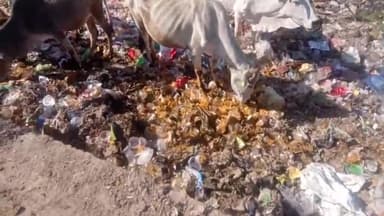 मनोहरथाना:  ग्रामपंचायत एवं विवाह और कार्यक्रम करने वाले नदी,,भारी मात्रा में गंदगी और पॉलिथीन डिस्पोजल और प्लास्टिक के सामानों का धड़ल्ले से हो रहा है ,उपयोग , गोवंश का जीवन संकट में, #एसडीम #तहसीलदार लापरवाह, मनोहरथाना