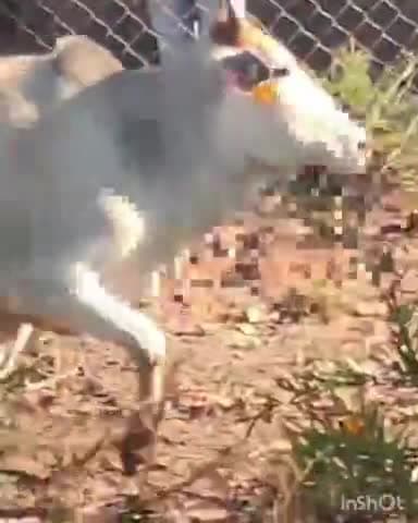 कोलारस: मानीपुरा में गाय पर अज्ञात व्यक्ति ने कुल्हाड़ी से किया हमला, हिंदू संगठन के लोगों में आक्रोश