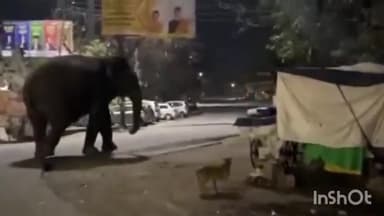 हरिद्वार: आर्यनगर के पास दुर्गा चौक पर पहुंचा जंगली हाथी, वीडियो हुआ वायरल