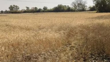 मंदसौर: जिले में शासन ने समर्थन मूल्य पर गेहूं खरीदी के लिए पंजीयन की तारीख 6 मार्च से बढ़ाकर 10 मार्च की