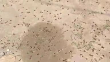 सिराथू: संदिग्ध परिस्थितियों में भरवारी में छत्ते से गिरकर हुई हजारों मधुमक्खियां की मौत