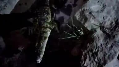 बूंदी: नमाना बरुन्धन पुलिया के समीप दिखा मगरमच्छ, ग्रामीणों में दहशत का माहौल वन विभाग से रेस्क्यू कराने की मांग की