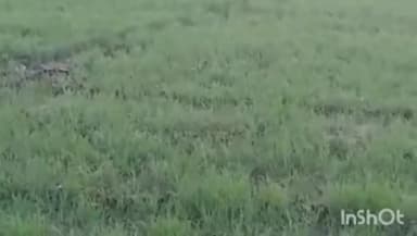 चित्तौड़गढ़: सेमलपुरा में फसल की पिलाई के दौरान करंट की चपेट में आने से किसान की मौत, डॉक्टर ने किया मृत घोषित