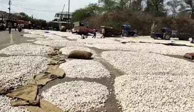 मंदसौर: लालघाटी स्थित कृषि उपज मंडी में 3 दिन के अवकाश के बाद लहसुन की हुई बंपर आवक वाहनों की लगी लंबी कतारे