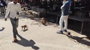 लखीमपुर: कचहरी परिसर में खूंखार बंदरों का आतंक जारी कचहरी में आने जाने वाले लोगों को खूंखार बंदरों से खतरा,बंदर ने 1 को नोचा