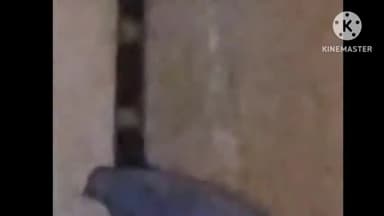 बगहा: वाल्मीकिनगर के एक घर में सीढ़ी पर बैठे कॉमन करैत सांप को किया गया रेस्क्यू