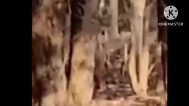 बगहा: VTR के मंगुराहा पर्यटन केंद्र में जंगल सफारी के दौरान पर्यटकों ने बाघ का किया दीदार, वीडियो हुआ वायरल