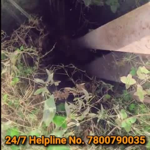 Puppy Rescue from Borewell After 3 Days | Fatehpur #animalrescue #dogrescue