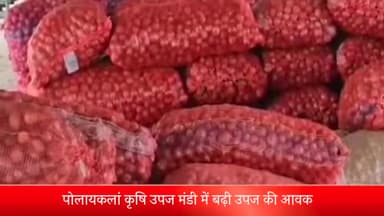 पोलायकलां: कृषि उपज मंडी पोलायकलां में बड़ी मात्रा में हुई उपज की आवक, 4500 कट्टे हुई उपज की आवक