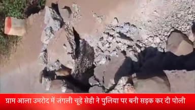 शाजापुर: ग्राम आला उमरोद में जंगली चूहे सेही ने पुलिया पर बनी सड़क कर दी पोली, रेत से भरा वाहन गुजरते समय धंसी सड़क