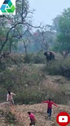#elephant_attack हाथियों का झुंड सरला जारा जंगल में घूमते हुए,