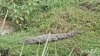 जालौन: सिरसा कलार थाना क्षेत्र के नाले में दिखा मगरमच्छ, ग्रामीणों ने पुलिस को दी सूचना