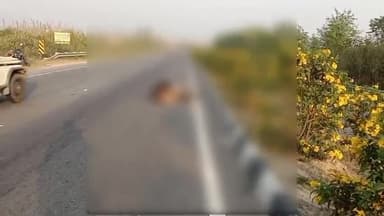 ਬਲਾਚੌਰ: ਬਲਾਚੌਰ ਨਵਾਂ ਸ਼ਹਿਰ ਮੁੱਖ ਮਾਰਗ ਤੇ ਹਵੇਲੀ ਹੋਟਲ ਦੇ ਸਾਹਮਣੇ ਗਾਂ ਅਤੇ ਕਾਰ ਦੀ ਹੋਈ ਟੱਕਰ,ਕਾਰ ਚਾਲਕ ਜਖਮੀ, ਗਾਂ ਦੀ ਹੋਈ ਮੌਤ