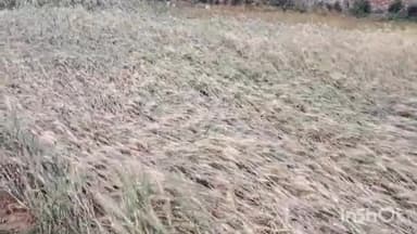 मधवापुर: हवा के साथ हुई बारिश की वजह से मधवापुर प्रखंड क्षेत्र में गेहूं, मसूर, राहर, आम आदि फसलों का हुआ नुकसान