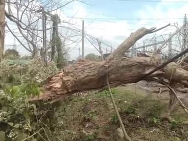 সোণাৰি: শুক্ৰবাৰে চৰাইদেউৰ মাইবেলাত পথত বাগৰিল এজোপা প্ৰকাণ্ড গছ, ফলত পথ বন্ধ হৈ  ব্যাহত হৈ পৰে যাতায়ত