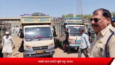 शाजापुर: मक्सी पशु बाजार में गोवंश प्रतिबंध का पालन हो रहा है या नही थाना प्रभारी ने पशु बाजार में पहुंचकर किया निरीक्षण