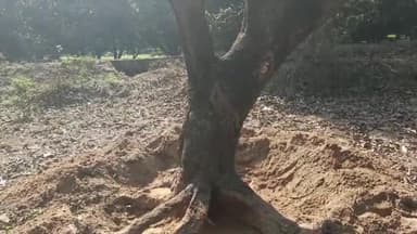 अमरोहा: अमरोहा बाईपास रोड पर भूमाफियाओं ने आम के हरे पेड़ों को काटा, वन विभाग के अधिकारियों ने कहा- मामले में जांच हो रही है